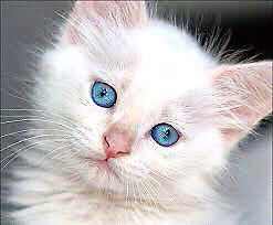 gatitos blancos angora hojos celeste