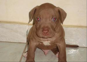 Pitbull red nose cachorros 45 dias excelentes