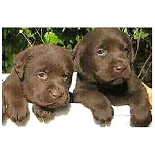 labradores chocolate 40d