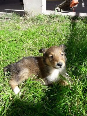 COLLIE ROUGH DORADO