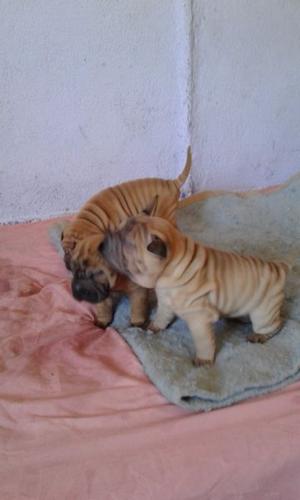 Vendo cachorros sharpei los mas arrugaditos entrega a los 45