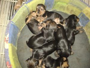 YORKSHIRE TERRIER CACHORROS