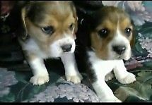 beagle cachorros con fca