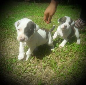 cachorros pitbull hermosos