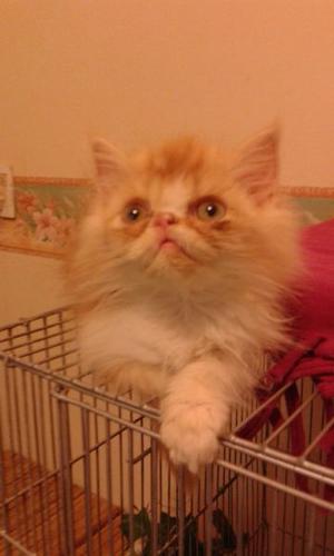 gatito persa colorado macho
