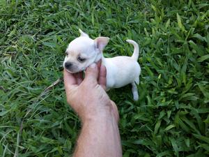Chihuahua cachorros minis chiuauas