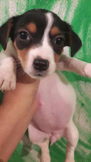 Hembras jack russell