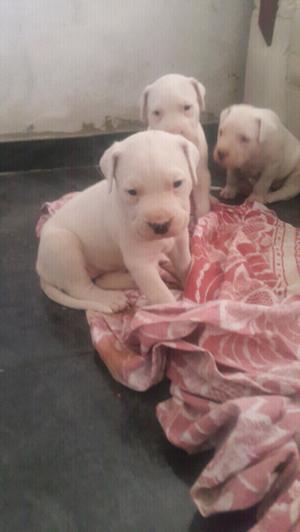 dogo argentino l