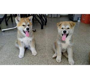 CACHORRAS AKITA INU