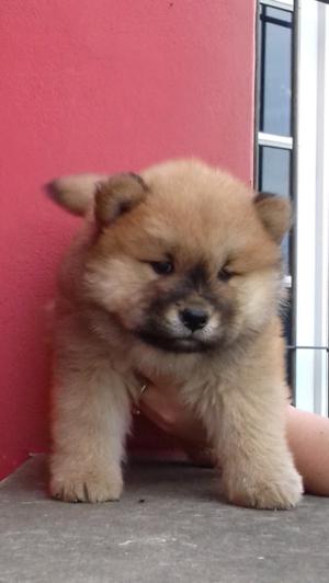 Cachorros chow chow FCA