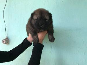 Chow chow perro