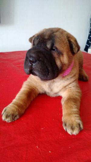 Hermosa cachorra sharpei americana