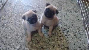 Hermosas cachorras pug carlino zona La Plata.