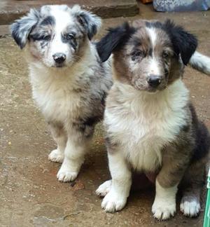 cachorro border collie blue 55 dias merle cambio por