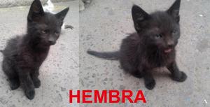 3 gatitos en adopción