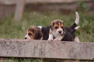 Beagles Tricolor <3