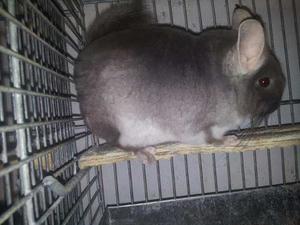 Chinchillas Mascota O Reproducción Con Jaula De Regalo!!