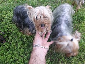 HEMBRAS YORKSHIRE TERRIER