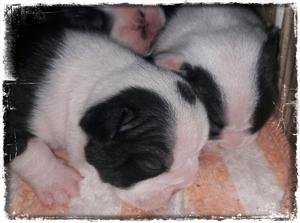 HERMOSOS BULLDOG FRANCES