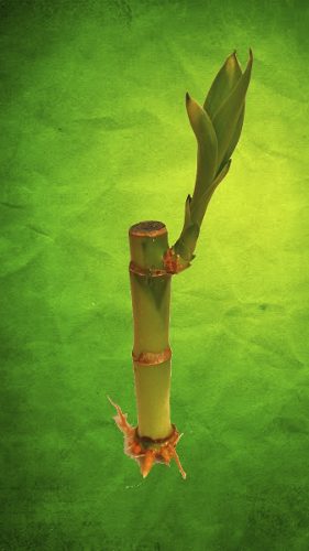 Oferta - Lucky Bamboo - Bambú De La Suerte - Feng Shui