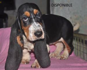 ULTIMA CACHORRA BASSET HOUND