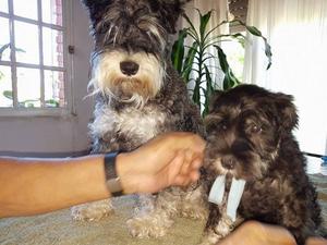 VENDO Cachorros Schnauzer Mini Macho Negro Y Plata