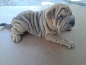 Última Hembra Sharpei