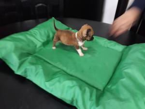 CHIHUAHUA MACHO CON PEDIGRI TIENE 2 MESES DE BOLSILLO