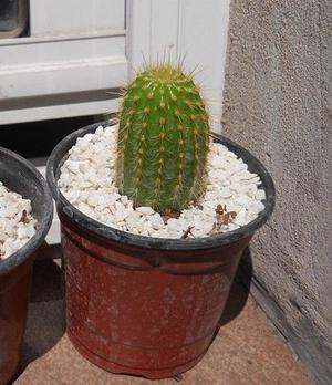 Cactus Haageocereus aureispinus maceta 10