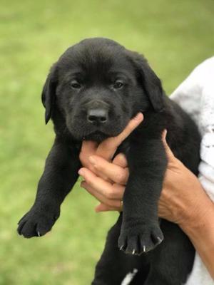 Labrador Negro Cachorro macho 45 dias