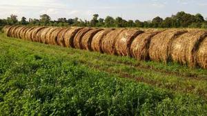 Rollos De Alfalfa Y Pasturas. Somos Productores. Zona Luján