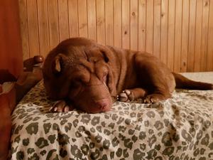 VENDO HERMOSOS CACHORROS SHARPEI