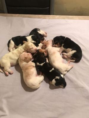 Vendo cachorros Basset hounds