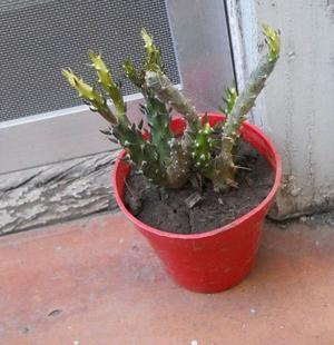 cactus Austrocylindropuntia verschaffeltii Maceta 8