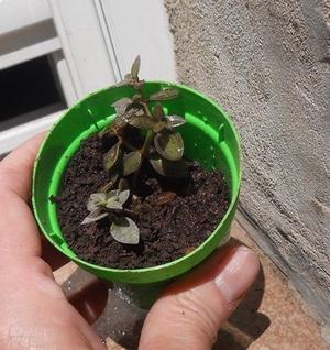 planta Crassula volkensii maceta 6