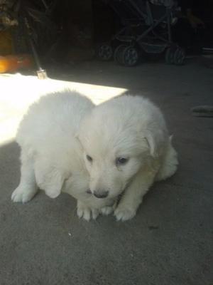 vendo cachorros de ovejero hungaro kuvasz