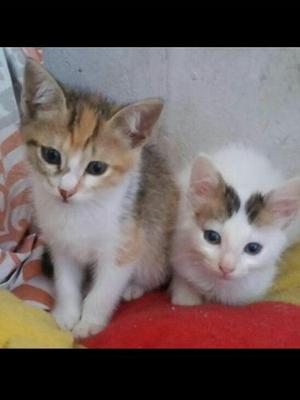 Gatita (tri Color) Y Machito(blanco)en Adopción