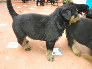 Vendo Cachorros de Rotweiller