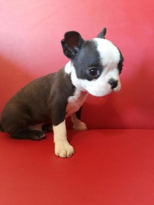 Cachorro Boston Terrier