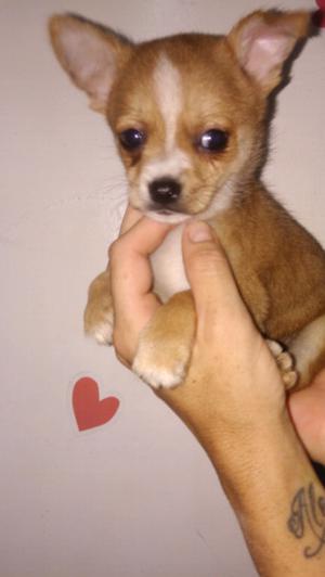 Chihuahua macho hermoso