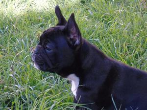 ULTIMA CACHORRA BULLDOG FRANCES