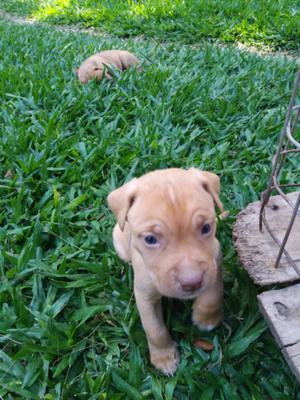 Vendo Cachorros American Stamford