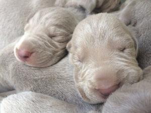 Vendo Cachorros Weimaraner