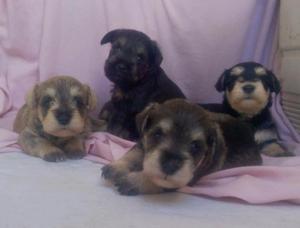 Vendo Hermosos Cachorritos Schnauzer Mini Puros.