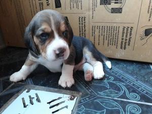 Vendo cachorritos beagles tricolor!!