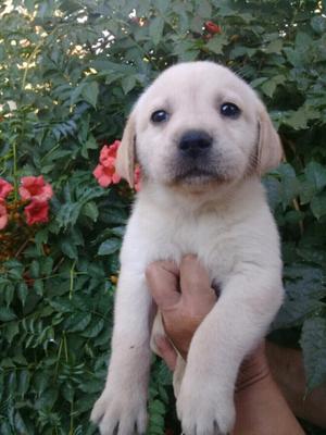 labradores retriever bellisimos