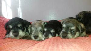 Cachorros de Schnauzer mini