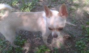 Chihuahua Hembra 11 meses sin papeles