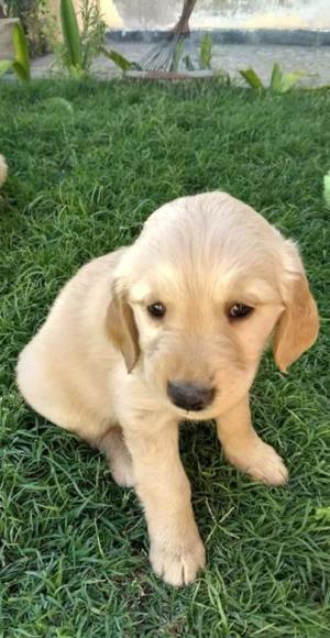 Venta de cachorros golden retrivier