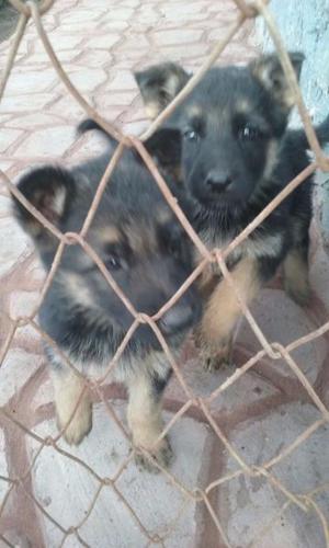 cachorros Ovejero Aleman